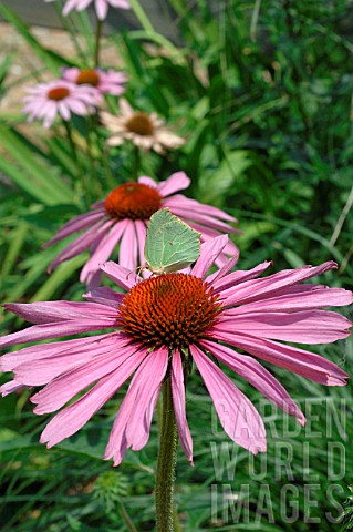Echinacea_purpurea_in_bloom_with_green_butterfly