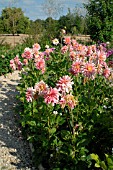 Dahlia Bel Amour in bloom in a garden