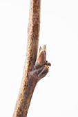 Rubus idaeus, winter raspberry bud on white background