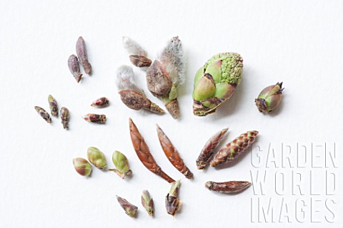 Fagus_silvatica_pussy_willow_parts_of_the_buds