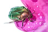 Rose chafer beetle (Cetonia aurata) on Rose (Rosa sp)