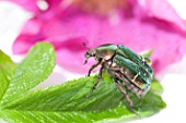 Rose chafer beetle (Cetonia aurata) on Rose (Rosa sp)