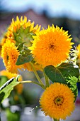 Helianthus flowers