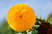 Helianthus flowers