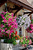 Flowering hanging baskets and ornate house, Alsace, France