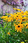 Rudbeckia flowers