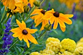 Rudbeckia flowers