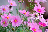 Cosmos flowers