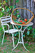 Seasonal vegetables: courgettes, cucumbers, tomatoes, on a table in a basket in the countryside, Dordogne, France