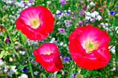 Papaver in Dordogne, France