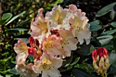 Rhododendron Horizon Monarch