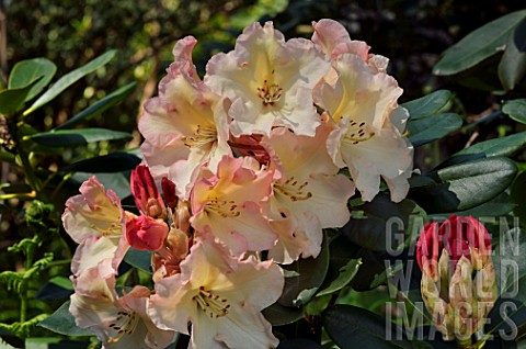 Rhododendron_Horizon_Monarch