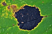 Tar spots on sycamore maple leaves in a garden