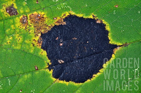 Tar_spots_on_sycamore_maple_leaves_in_a_garden