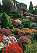 Rhododendrons in bloom at Rock Garden, Leonardslee lakes & gardens, England