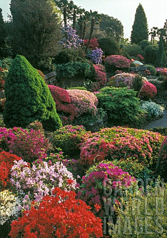 Rhododendrons_in_bloom_at_Rock_Garden_Leonardslee_lakes__gardens_England