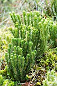 Lycopodium selago