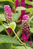 Phytolacca acinosa