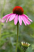 Echinacea purpurea in bloom