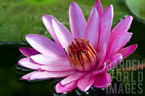 Nymphaea_rubra