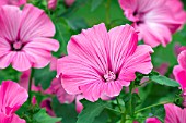 Lavatera trimestris