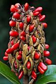 Magnolia grandiflora in fruit