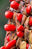 Magnolia grandiflora in fruit