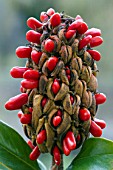 Magnolia grandiflora in fruit