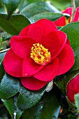 Camellia Jules Verne