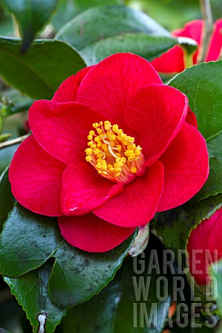 Camellia_Jules_Verne