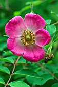 Rosa moyesii