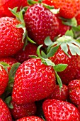 Fragaria Mara des Bois (Strawberry)