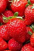 Fragaria Mara des Bois (Strawberry)