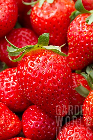 Fragaria_Mara_des_Bois_Strawberry