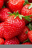 Fragaria Mara des Bois (Strawberry)