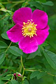 Rosa virginiana