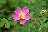 Rosa willmottiae