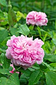 Rosa Jacques Cartier