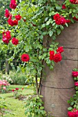 Rosa Pauls Scarlet Climber