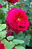 Rosa Tess Of The DUrbervilles, (Rosa Ausmove)