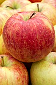 Malus domestica Braeburn (Apple)