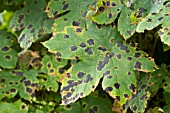 Tar spots on leaves of Acer pseudo platanus