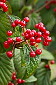 Viburnum wrightii