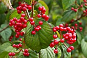 Viburnum wrightii