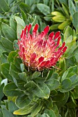 Protea eximia