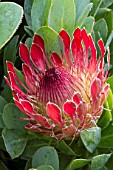 Protea eximia