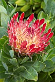 Protea eximia