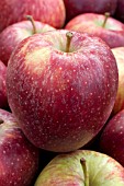 Malus domestica Red Delicious (Apple)