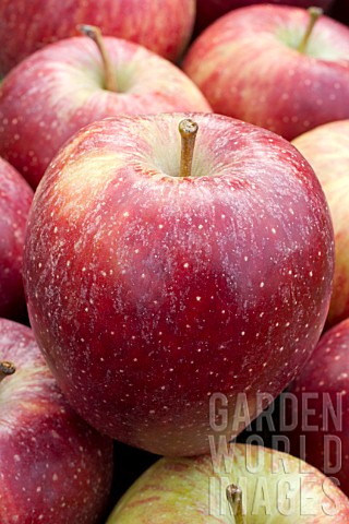 Malus_domestica_Red_Delicious_Apple