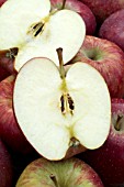 Malus domestica Red Delicious (Apple)
